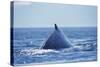 Humpback Whale Surfacing in Frederick Sound-Paul Souders-Stretched Canvas