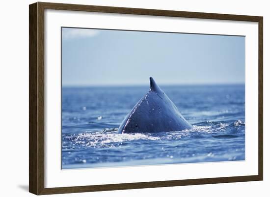 Humpback Whale Surfacing in Frederick Sound-Paul Souders-Framed Photographic Print