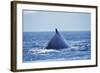 Humpback Whale Surfacing in Frederick Sound-Paul Souders-Framed Photographic Print