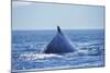 Humpback Whale Surfacing in Frederick Sound-Paul Souders-Mounted Photographic Print