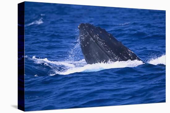 Humpback Whale Surfacing in the Ocean-DLILLC-Stretched Canvas