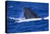 Humpback Whale Surfacing in the Ocean-DLILLC-Stretched Canvas