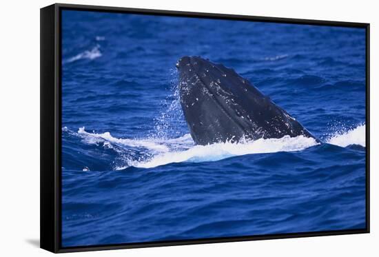 Humpback Whale Surfacing in the Ocean-DLILLC-Framed Stretched Canvas