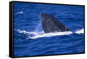 Humpback Whale Surfacing in the Ocean-DLILLC-Framed Stretched Canvas