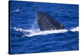 Humpback Whale Surfacing in the Ocean-DLILLC-Stretched Canvas