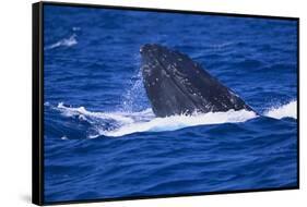 Humpback Whale Surfacing in the Ocean-DLILLC-Framed Stretched Canvas