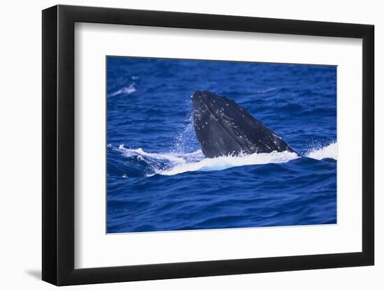 Humpback Whale Surfacing in the Ocean-DLILLC-Framed Premium Photographic Print