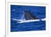 Humpback Whale Surfacing in the Ocean-DLILLC-Framed Photographic Print