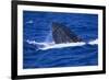 Humpback Whale Surfacing in the Ocean-DLILLC-Framed Photographic Print