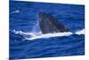 Humpback Whale Surfacing in the Ocean-DLILLC-Mounted Photographic Print