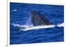 Humpback Whale Surfacing in the Ocean-DLILLC-Framed Photographic Print