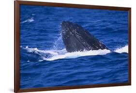 Humpback Whale Surfacing in the Ocean-DLILLC-Framed Photographic Print