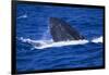 Humpback Whale Surfacing in the Ocean-DLILLC-Framed Photographic Print