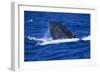 Humpback Whale Surfacing in the Ocean-DLILLC-Framed Photographic Print