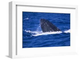 Humpback Whale Surfacing in the Ocean-DLILLC-Framed Photographic Print