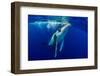 Humpback whale surfacing, Tubuai, French Polynesia-Shane Gross-Framed Photographic Print