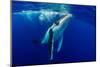 Humpback whale surfacing, Tubuai, French Polynesia-Shane Gross-Mounted Photographic Print