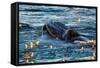 Humpback Whale, Svalbard, Norway-Françoise Gaujour-Framed Stretched Canvas