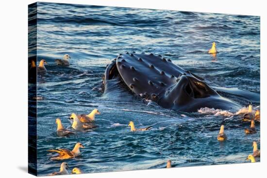 Humpback Whale, Svalbard, Norway-Françoise Gaujour-Stretched Canvas