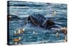 Humpback Whale, Svalbard, Norway-Françoise Gaujour-Stretched Canvas