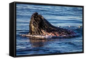 Humpback Whale, Svalbard, Norway-Françoise Gaujour-Framed Stretched Canvas