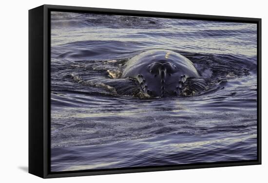 Humpback Whale, Svalbard, Norway-Françoise Gaujour-Framed Stretched Canvas