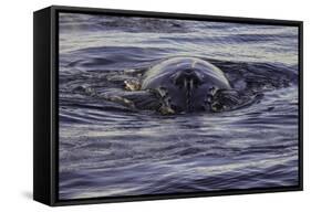 Humpback Whale, Svalbard, Norway-Françoise Gaujour-Framed Stretched Canvas