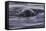 Humpback Whale, Svalbard, Norway-Françoise Gaujour-Framed Stretched Canvas