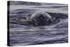 Humpback Whale, Svalbard, Norway-Françoise Gaujour-Stretched Canvas