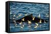 Humpback Whale, Svalbard, Norway-Françoise Gaujour-Framed Stretched Canvas