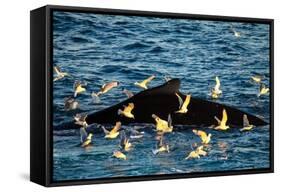 Humpback Whale, Svalbard, Norway-Françoise Gaujour-Framed Stretched Canvas