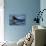 Humpback Whale, Svalbard, Norway-Françoise Gaujour-Photographic Print displayed on a wall