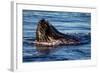 Humpback Whale, Svalbard, Norway-Françoise Gaujour-Framed Photographic Print