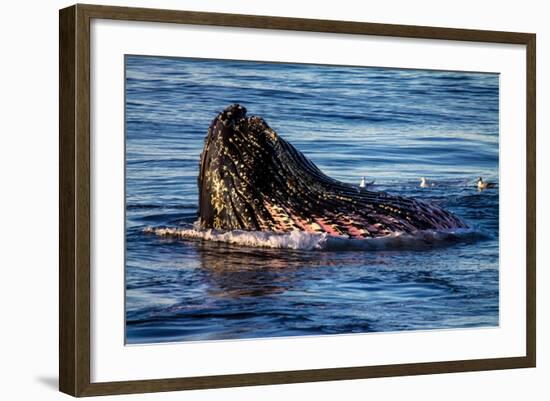 Humpback Whale, Svalbard, Norway-Françoise Gaujour-Framed Photographic Print