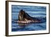 Humpback Whale, Svalbard, Norway-Françoise Gaujour-Framed Photographic Print