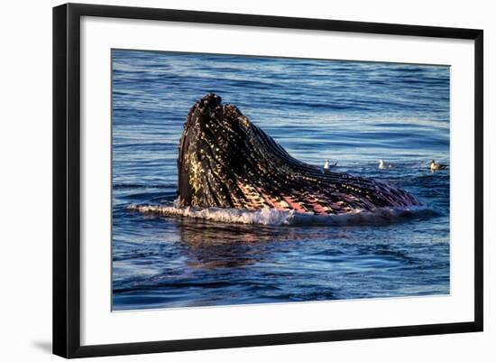 Humpback Whale, Svalbard, Norway-Françoise Gaujour-Framed Photographic Print