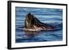 Humpback Whale, Svalbard, Norway-Françoise Gaujour-Framed Photographic Print