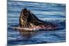 Humpback Whale, Svalbard, Norway-Françoise Gaujour-Mounted Photographic Print