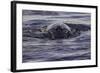 Humpback Whale, Svalbard, Norway-Françoise Gaujour-Framed Photographic Print