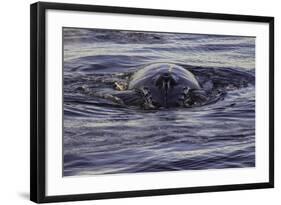 Humpback Whale, Svalbard, Norway-Françoise Gaujour-Framed Photographic Print