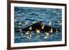 Humpback Whale, Svalbard, Norway-Françoise Gaujour-Framed Photographic Print