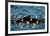 Humpback Whale, Svalbard, Norway-Françoise Gaujour-Framed Photographic Print