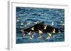 Humpback Whale, Svalbard, Norway-Françoise Gaujour-Framed Photographic Print