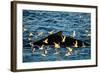 Humpback Whale, Svalbard, Norway-Françoise Gaujour-Framed Photographic Print