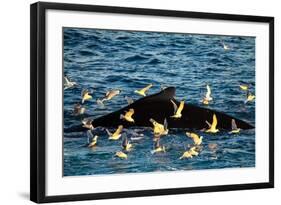 Humpback Whale, Svalbard, Norway-Françoise Gaujour-Framed Photographic Print