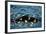 Humpback Whale, Svalbard, Norway-Françoise Gaujour-Framed Photographic Print