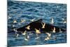 Humpback Whale, Svalbard, Norway-Françoise Gaujour-Mounted Photographic Print