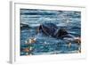 Humpback Whale, Svalbard, Norway-Françoise Gaujour-Framed Photographic Print