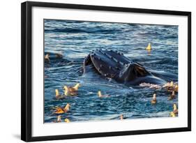 Humpback Whale, Svalbard, Norway-Françoise Gaujour-Framed Photographic Print