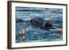 Humpback Whale, Svalbard, Norway-Françoise Gaujour-Framed Photographic Print